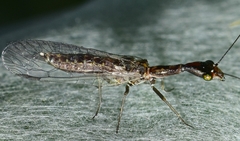 Harraphidia laufferi