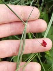 Lathyrus cicera