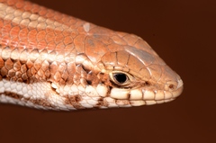 Trachylepis occidentalis