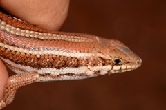 Trachylepis occidentalis