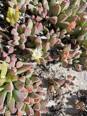Delosperma guthriei