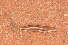 Trachylepis occidentalis