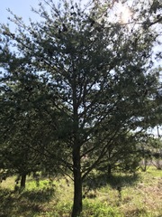 Pinus virginiana
