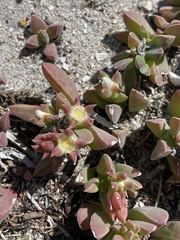 Delosperma guthriei