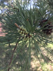 Pinus virginiana