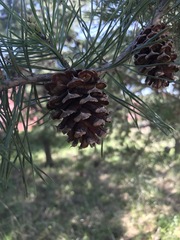 Pinus virginiana