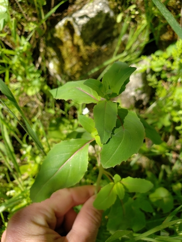 Elegant Clarkia foliage