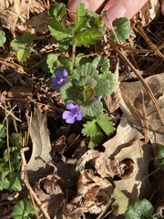 Glechoma hederacea