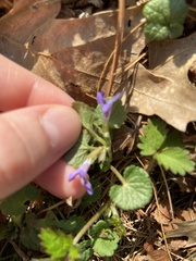 Glechoma hederacea