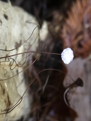 Collybiopsis quercophila