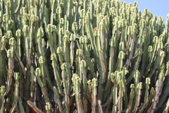 Euphorbia candelabrum