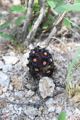 Bdallophytum americanum