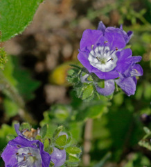 Phacelia patuliflora