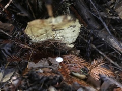 Collybiopsis quercophila