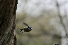 Cyanistes caeruleus