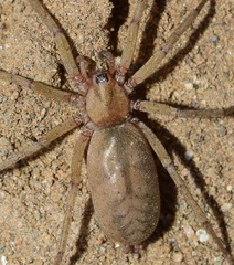 Pterotricha simoni