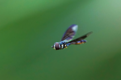 Ocyptamus antiphates