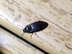 Hypnoidus abbreviatus