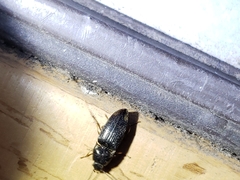 Hypnoidus abbreviatus