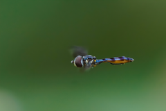 Ocyptamus antiphates