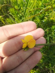 Lathyrus annuus