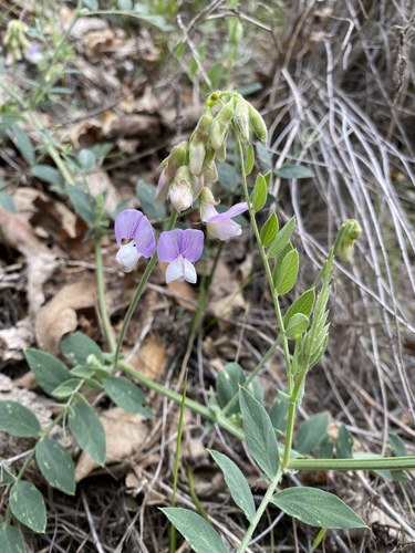 iNaturalist observation photo of Pacific pea