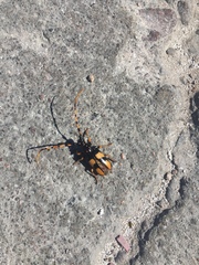 Dendrobias mandibularis