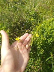 Lathyrus annuus
