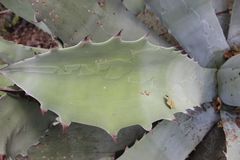 Agave seemanniana