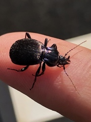 Sphaeroderus