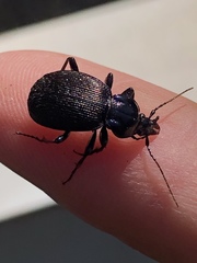 Sphaeroderus