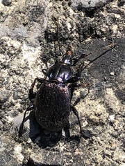 Sphaeroderus
