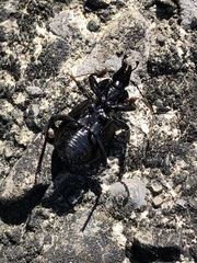 Sphaeroderus