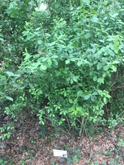 Baccharis glomeruliflora