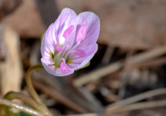 Claytonia virginica