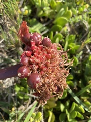 Haemanthus coccineus