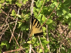 Papilio glaucus