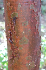 Bursera morelensis