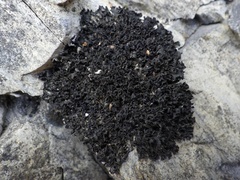 Lathagrium cristatum