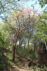 Bursera morelensis