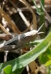 Chorthippus apicalis