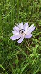 Anemone coronaria