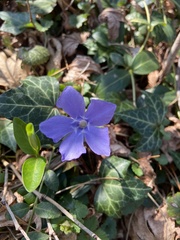 Vinca