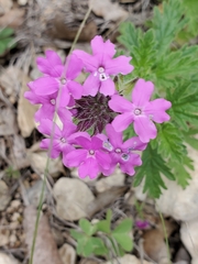 Glandularia tumidula