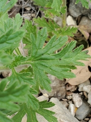 Glandularia tumidula