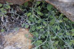 Centella villosa