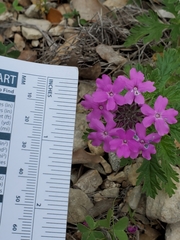 Glandularia tumidula