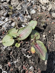 Rumex obtusifolius obtusifolius
