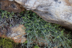 Centella villosa