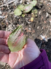 Rumex obtusifolius obtusifolius
